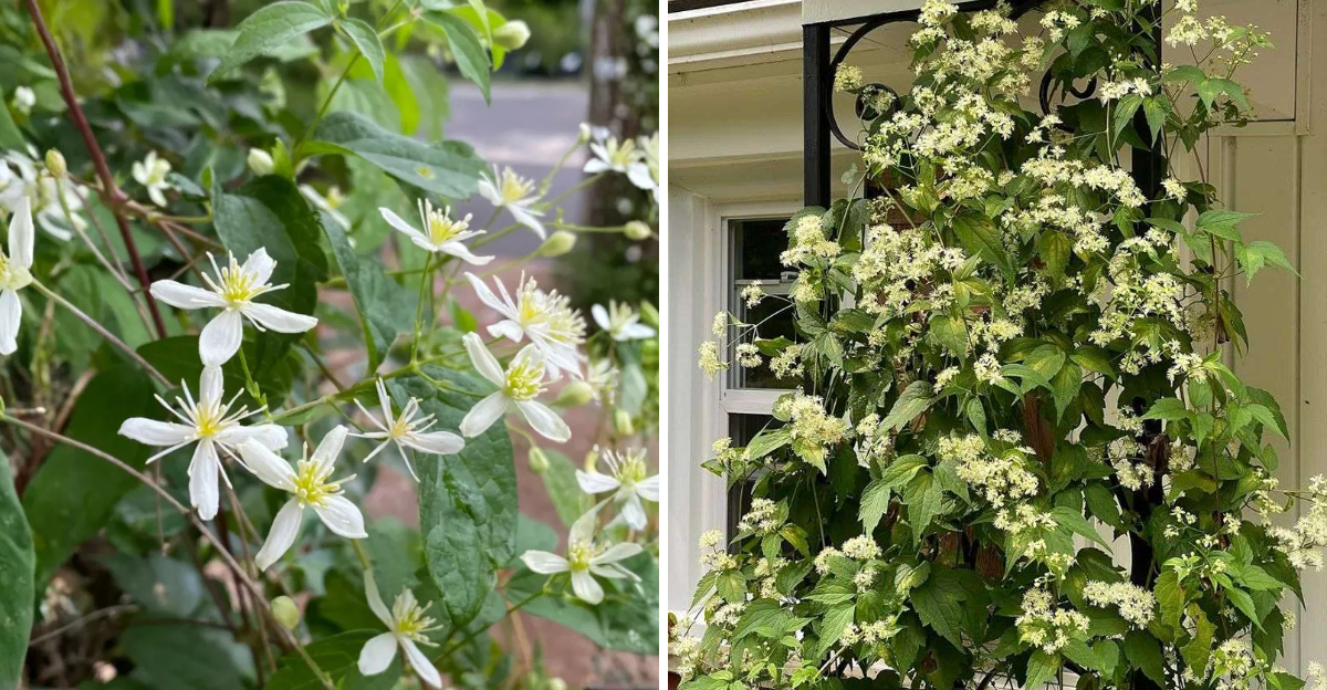 virginias bower