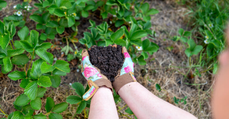 adding compost