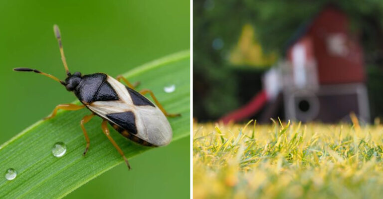 Massachusetts Lawns Are Seeing Chinch Bugs Earlier Than Usual This Year