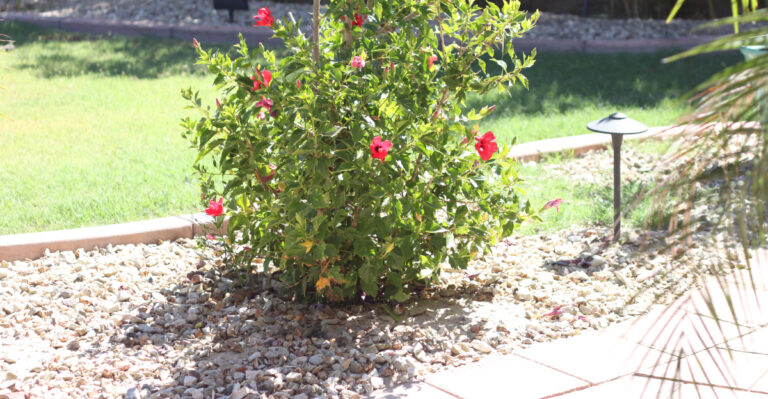 hibiscus (featured image)