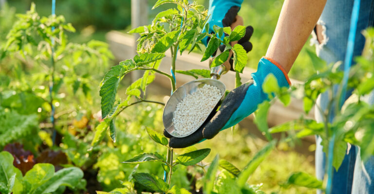 The Midsummer Fertilizer Mistake That Scorches Oregon Plants During A Heatwave