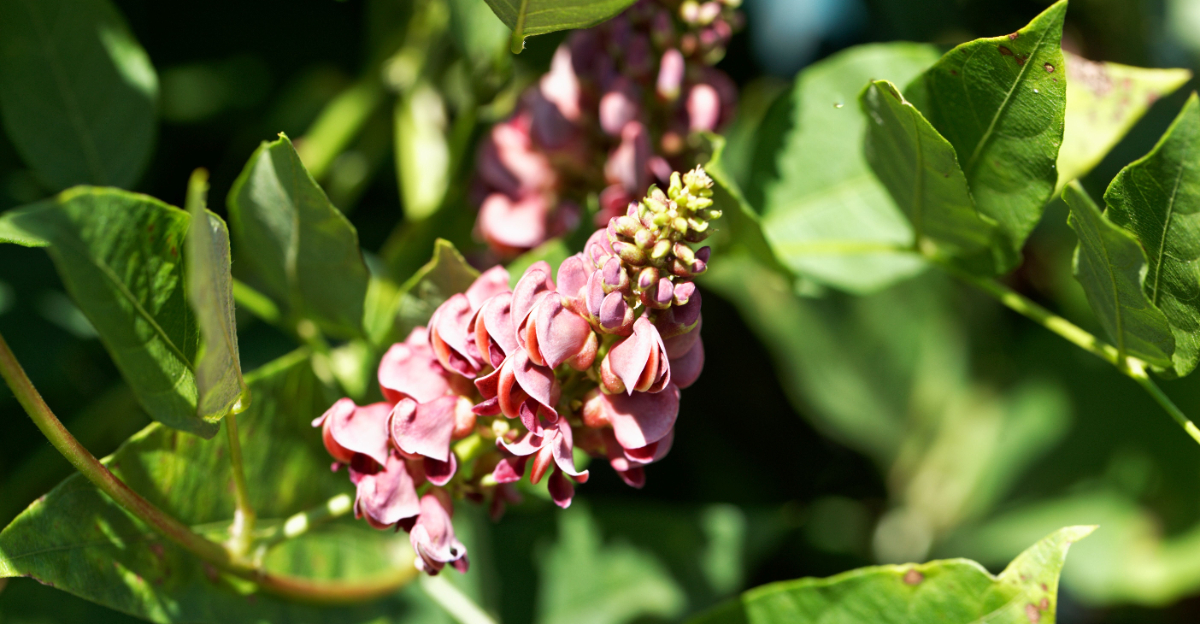american groundnut