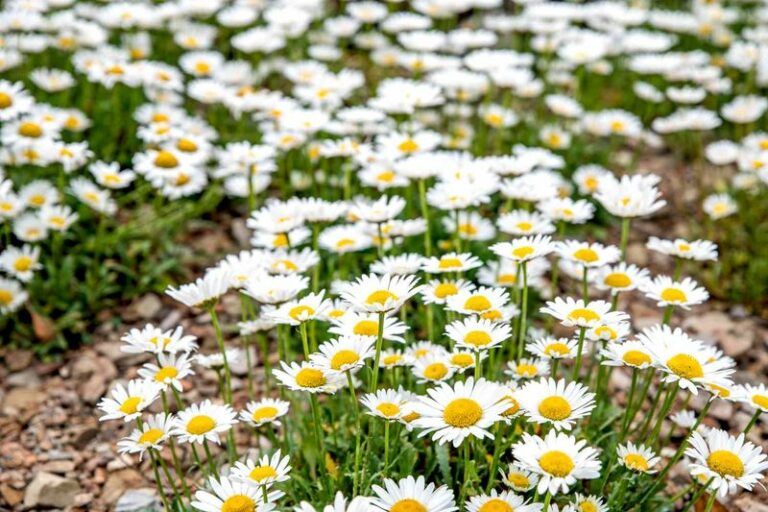7 North Carolina Perennials That Triple In Size Their First Season In The Ground