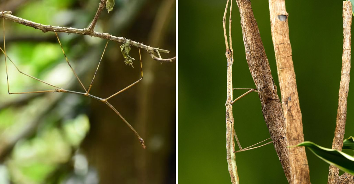 walking stick insect