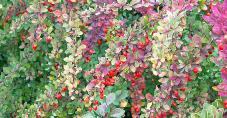 japanese barberry