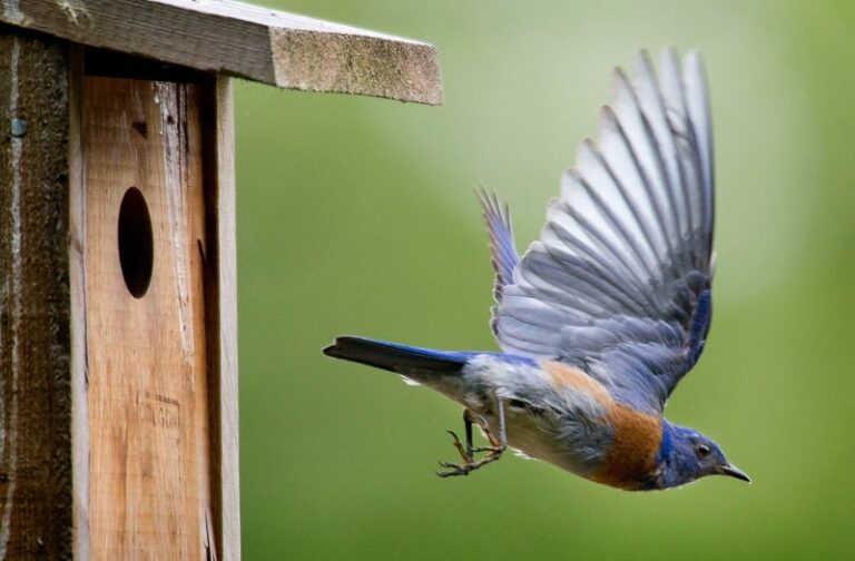 North Carolina Bluebirds Start Scouting Nest Boxes In Late Winter And Here’s How To Be Ready