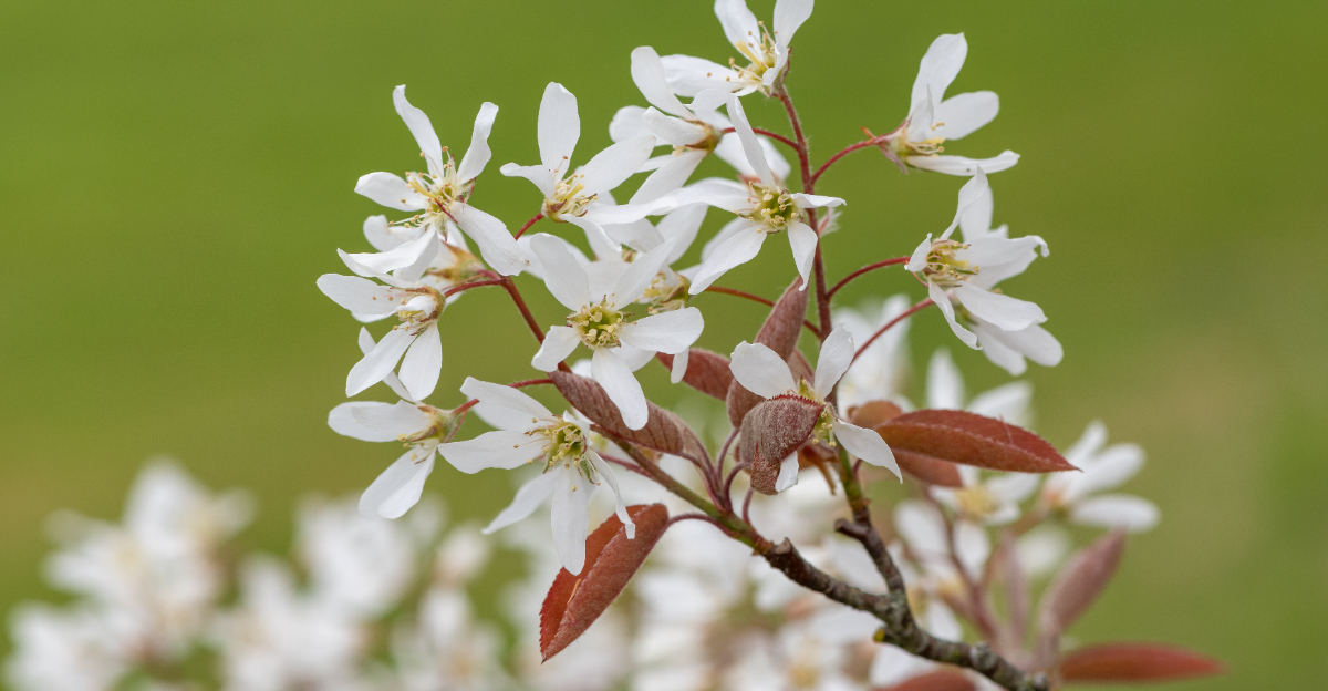 serviceberry