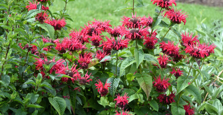 bee balm
