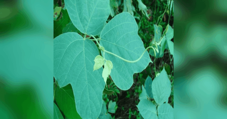 The North Carolina Invasive Plants Experts Want Pulled Out Before They Spread Any Further This Fall