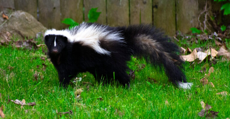 skunk