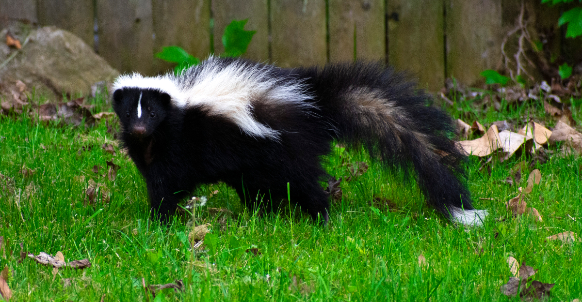 skunk