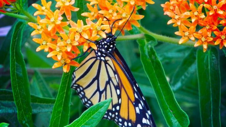 Butterfly Weed Is The One Native North Carolina Monarchs Depend On, And Here’s The Window To Plant It