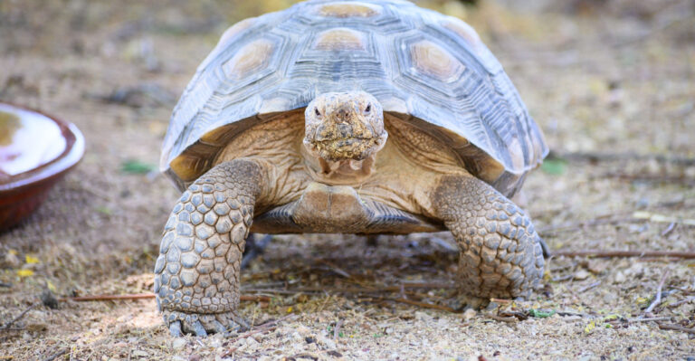 desert Tortoise (featured image)