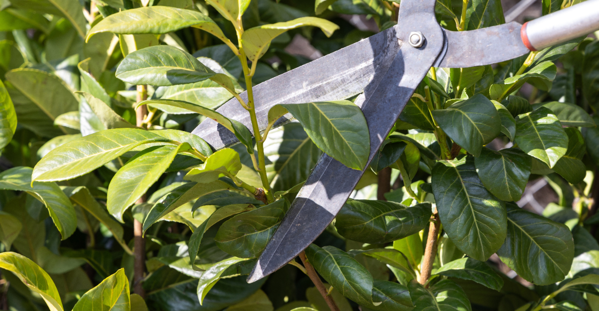 pruning shrub