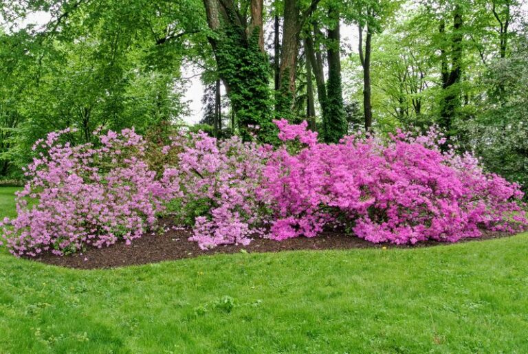 The One Thing North Carolina Azaleas Need Before Fall Or Next Spring’s Blooms Come In Thin