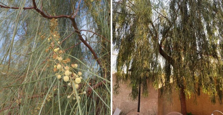The Fast-Growing Arizona Privacy Tree That Rarely Needs Extra Water