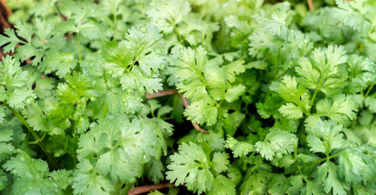 cilantro