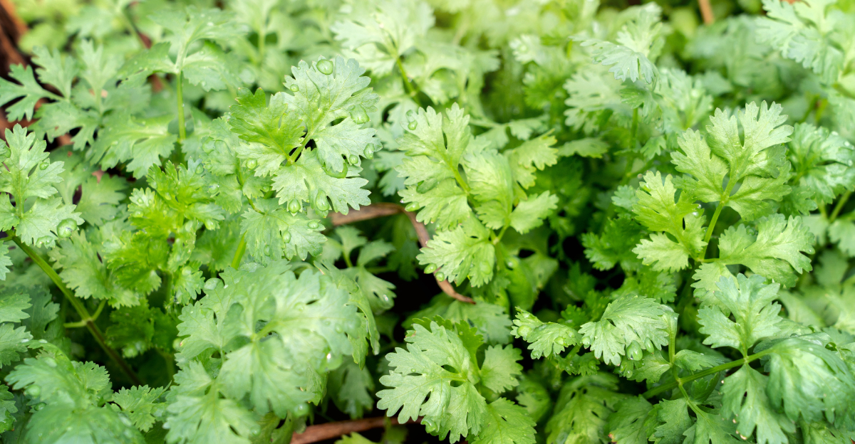 cilantro
