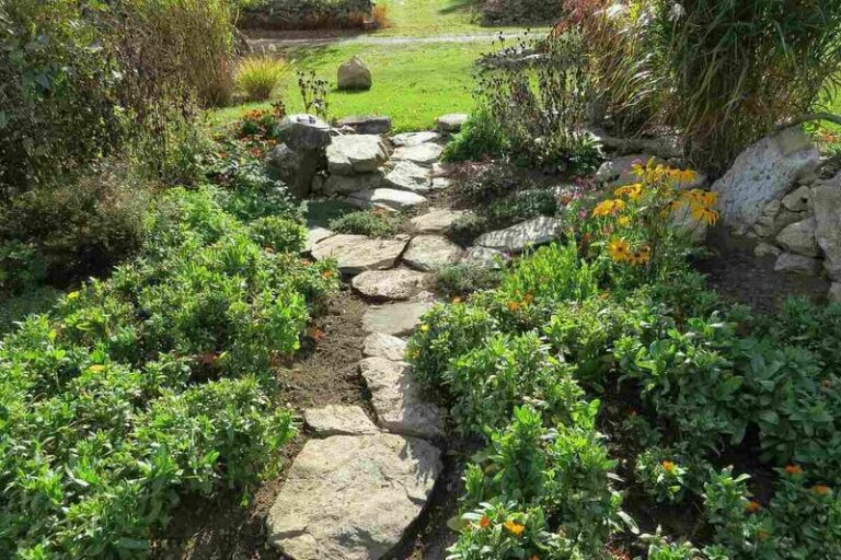 Native North Carolina Ground Covers That Smother Weeds Better Than The Mulch You Rebuy Every Year