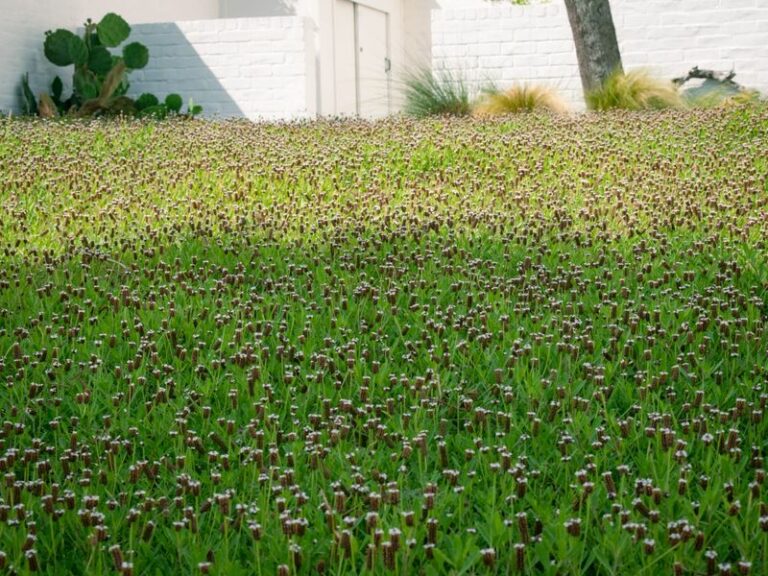A Native North Carolina Ground Cover That Can Reduce Weed Pressure In A Hot Sunny Border