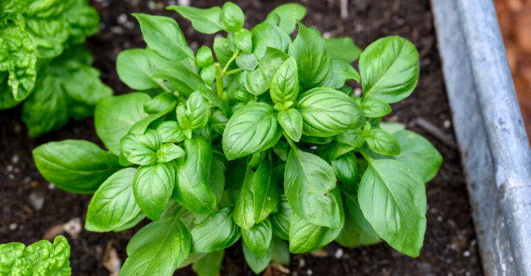 basil
