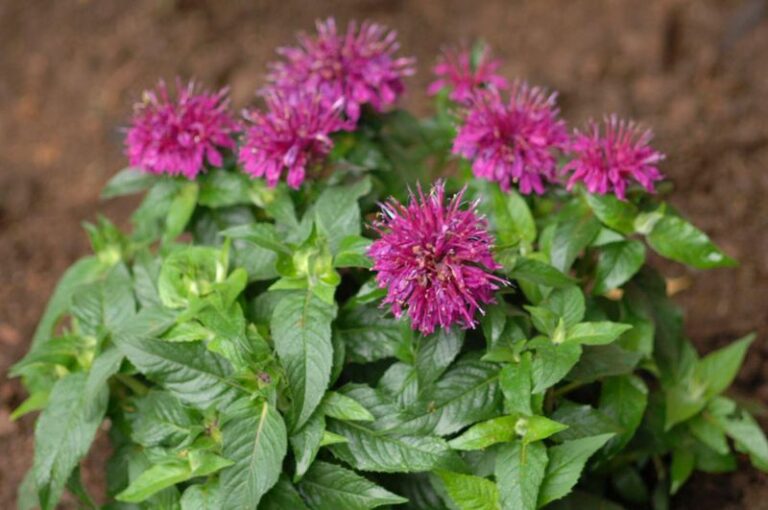 The Native North Carolina Wildflowers That Handle Heavy Clay Better Than Black-Eyed Susans