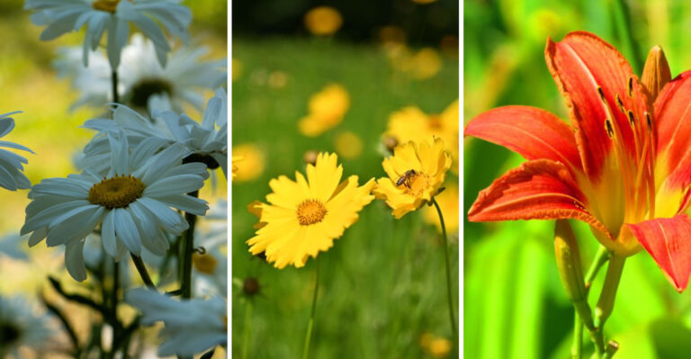15 Perennials That Fill Your Garden Without Constant Replanting