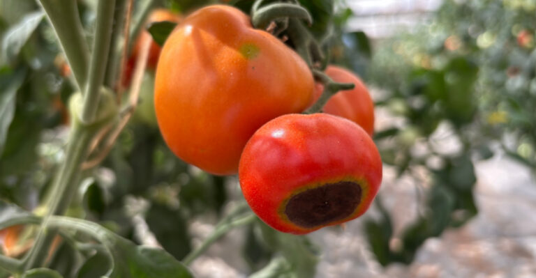 The Calcium Myth Behind Blossom End Rot On Ohio Tomatoes