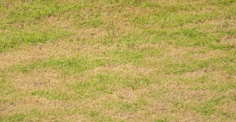 What It Means When Your Pennsylvania Lawn Browns During A Drought Watch