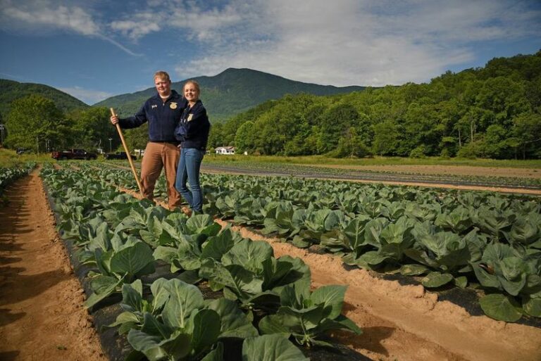 Why North Carolina Gardeners Seed Collard Greens In July And August For A Long Fall Harvest