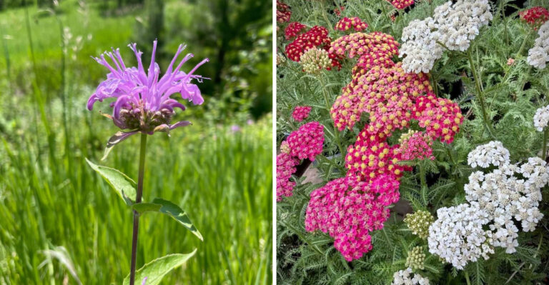 wild bergamot and yarrow
