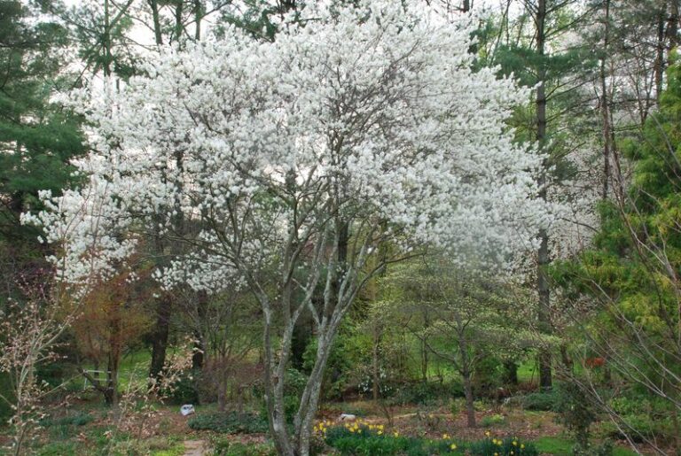 The Native North Carolina Tree That Cuts Ticks At Yard Level While Shading Your Whole Backyard