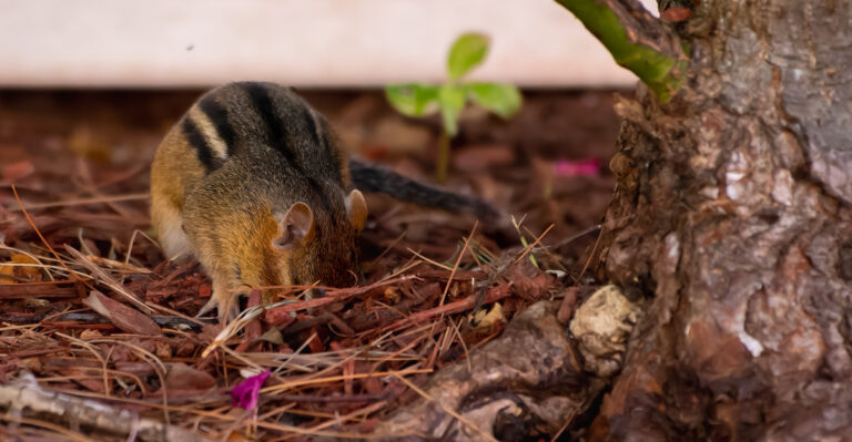 What It Really Means When Chipmunks Dig Holes Around Your Oregon Garden
