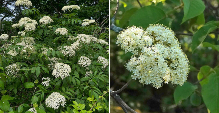 7 Native Michigan Shrubs That Work Better Than Privet Along Property Lines