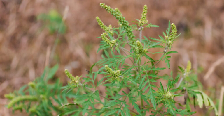 The New York Yards Making Ragweed Allergies Worse Right Before Peak Season