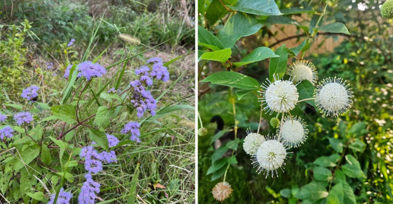 Georgia Native Plants That Thrive In August Heat And Survive Sudden Thunderstorms