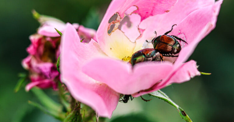 beetle on rose
