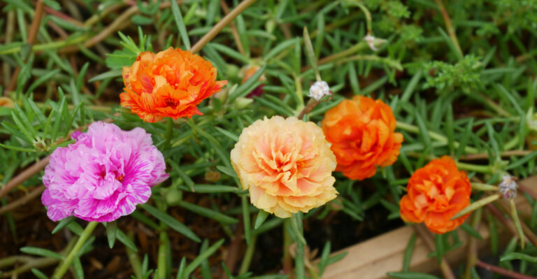 plant (featured image)