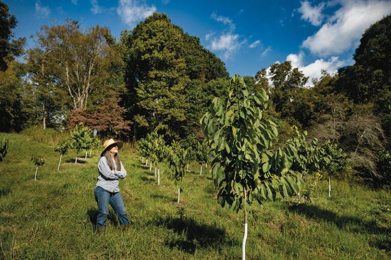 The Native North Carolina Tree That Ripens Fruit In Fall When Almost Nobody Plants It