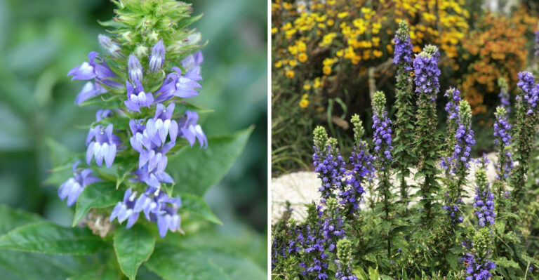 great blue lobelia