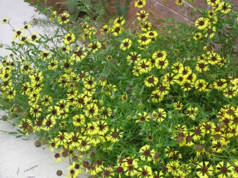 The Native North Carolina Wildflower That Keeps Blooming For Months Once It Settles In