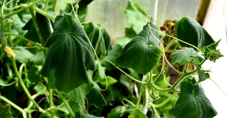 New Jersey Gardens Are Dealing With A Cucumber Disease This Summer
