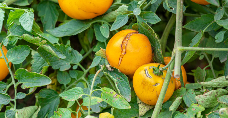 The One Watering Mistake That’s Splitting Your Tomatoes