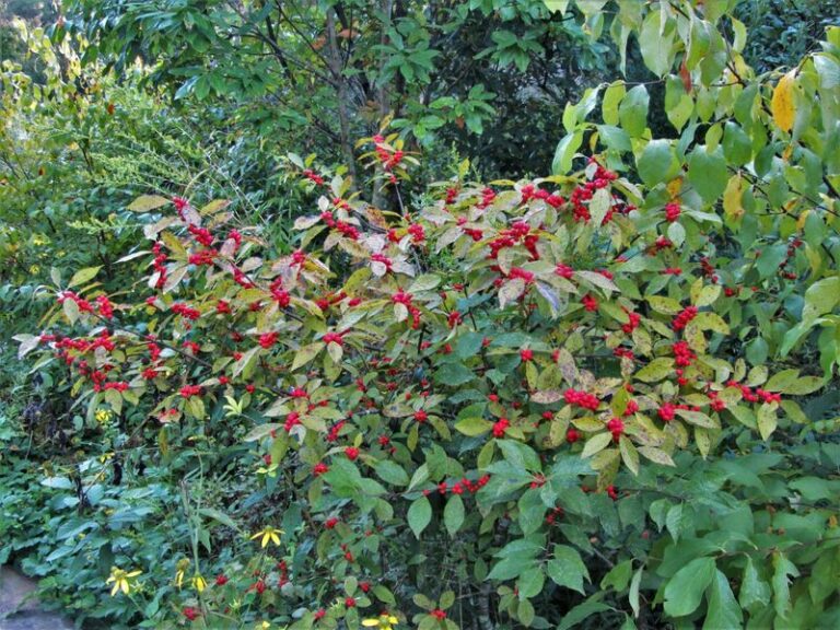 Skip Nandina In Your North Carolina Yard And Plant This Native That Feeds Birds Instead Of Poisoning Them