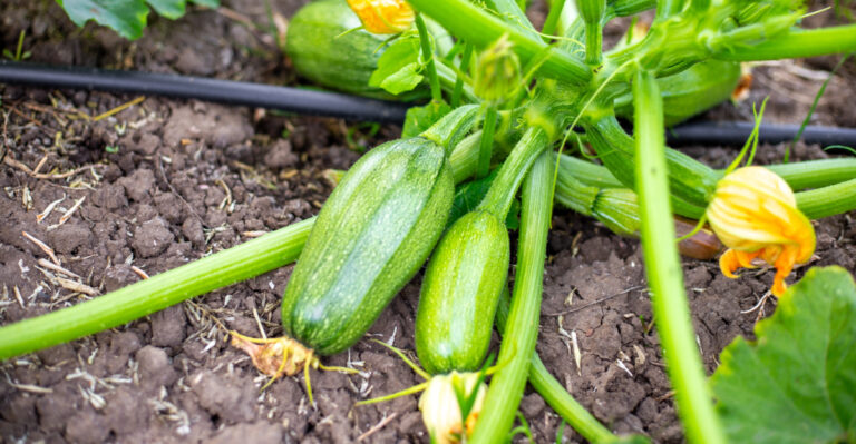 Zucchini Growing Mistakes Indiana Gardeners Make, And How To Avoid A Failed Harvest