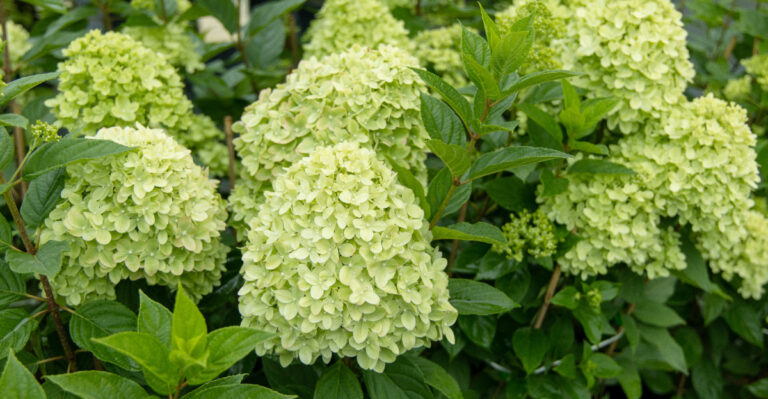 Why Ohio Hydrangea Blooms Turn Green In Late Summer (And Whether That’s A Problem)