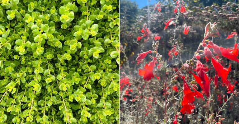 Foundation Plants That Thrive In California Heat And Clay Soil