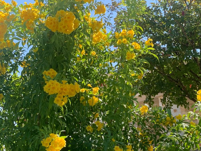 What To Do With A Texas Esperanza In July For Blooms Through October