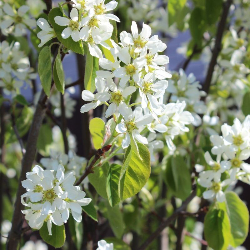 Why Pennsylvania Serviceberry Is The Native Edible Tree Every Homeowner Should Have Planted Already