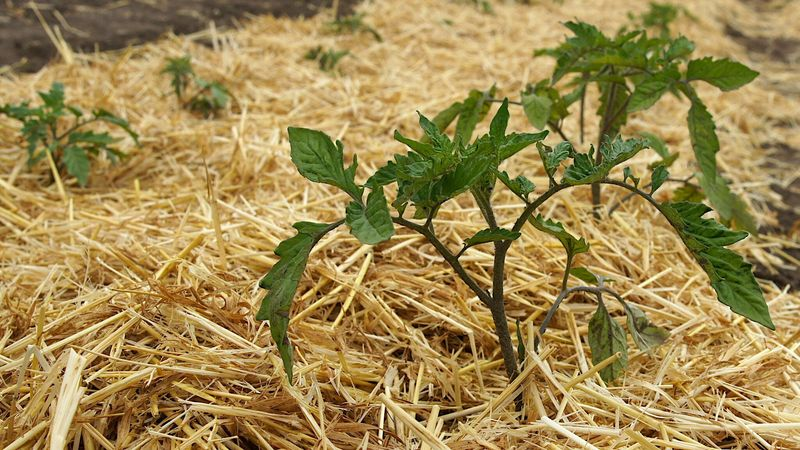 The Emergency Mulching Trick Saving California Gardens Right Now